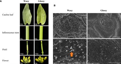 A BrLINE1-RUP insertion in BrCER2 alters cuticular wax biosynthesis in Chinese cabbage (Brassica rapa L. ssp. pekinensis)